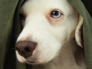 Fourth of July Fireworks: How to Keep Family Pets Safe and Calm